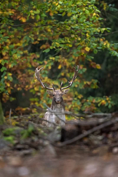 Abafar Veados Durante Rotina Veados Mover Pela Floresta Fallow Cervos — Fotografia de Stock