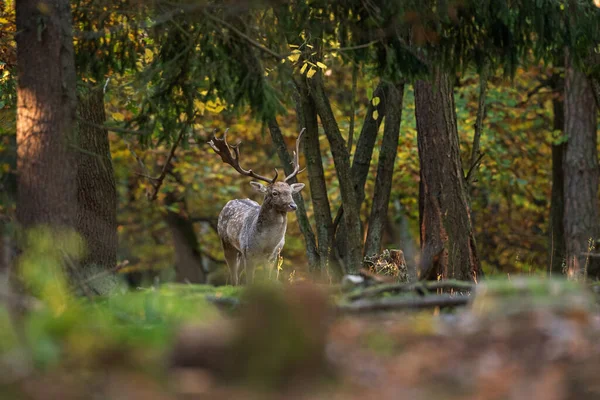 Jachère Des Cerfs Pendant Ornière Cerfs Déplaçant Dans Forêt Jachères — Photo