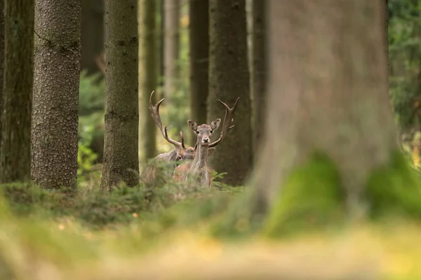 Cervo Durante Carreggiata Cervi Che Attraversano Foresta Ruggito Daini Nel — Foto Stock