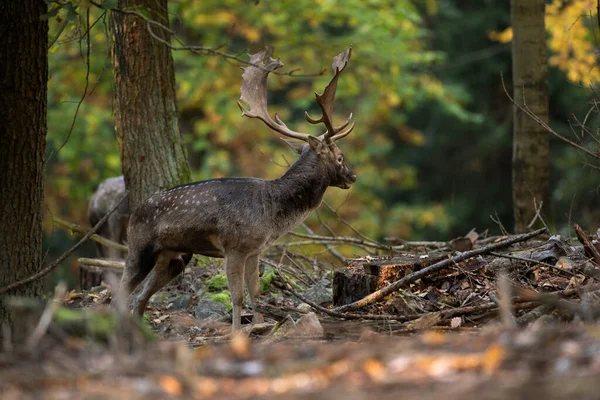 Abafar Veados Durante Rotina Veados Mover Pela Floresta Fallow Cervos — Fotografia de Stock