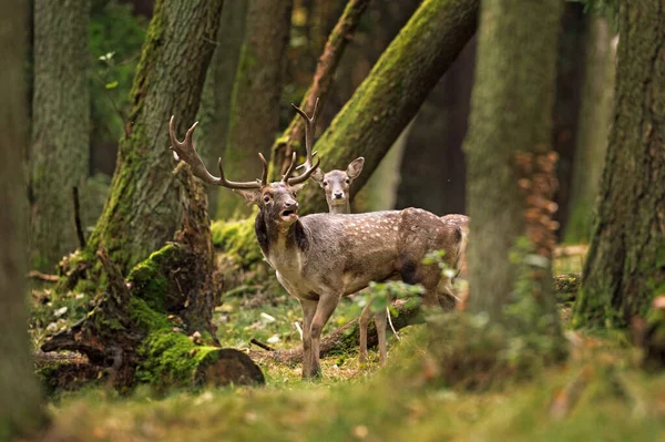 Abafar Veados Durante Rotina Veados Mover Pela Floresta Fallow Cervos — Fotografia de Stock