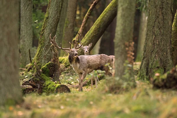 Cervo Durante Carreggiata Cervi Che Attraversano Foresta Ruggito Daini Nel — Foto Stock