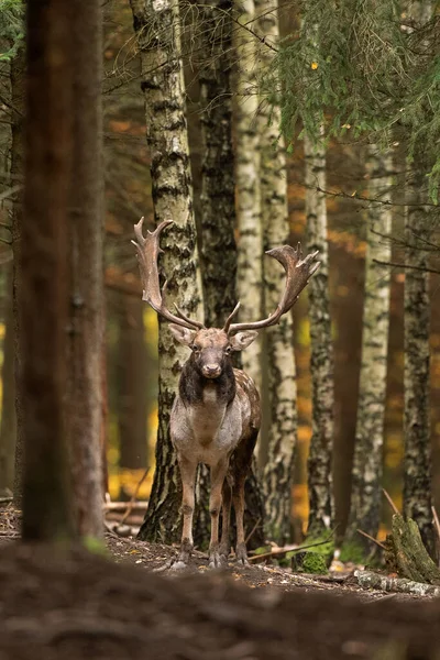 Cervo Durante Carreggiata Cervi Che Attraversano Foresta Ruggito Daini Nel — Foto Stock