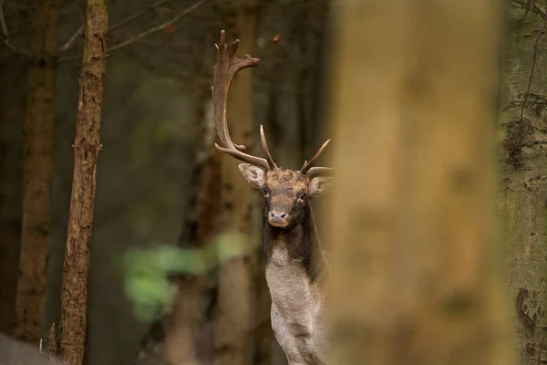 Fallow Deer Rut Deer Moving Forest Fallow Deer Roaring Forest — Stock Photo, Image