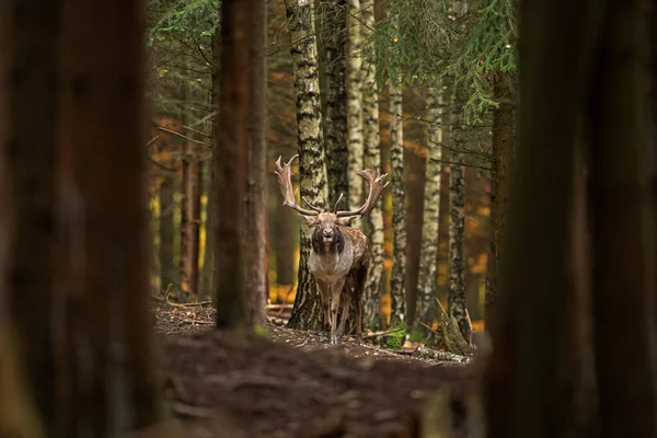 홍차를 돌아다니는 속에서는 사슴이 울부짖고 가을에는 유럽의 동물의 — 스톡 사진