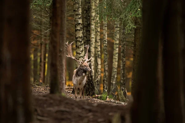 ラット中に鹿を落とす 鹿が森の中を 森の中で鹿が鳴く 秋のヨーロッパの野生動物 — ストック写真