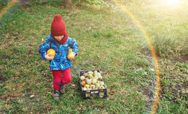 Balkabaklarıyla dışarıda gülümseyen bir çocuk. Köyde mutlu bir çocukluk, tatiller için hasat. Boşluğu kopyala
