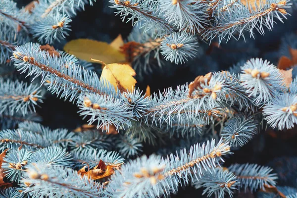 Doğal Dokular Sonbahar Yapraklı Mavi Ladin Dalları Sonbahar Kış Mevsimi — Stok fotoğraf