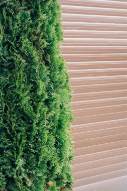 Thuja, evin kapısının yanında. Bahçedeki yemyeşil ağaç.