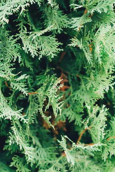 Thuja Nın Geçmişi Thuja Selvi Familyasından Bir Kozalaklı Ağaçtır — Stok fotoğraf