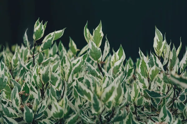 Çeşit Çeşit Yeşil Yapraklı Süs Çalısı Beyaz Derain Bahçe Bitkisi — Stok fotoğraf