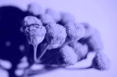 Yaz çiçekli arka plan, mor parlak çiçek, doğanın minimalist konsepti. Yıl Rengi 2022