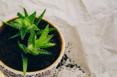 Growing a plant in a pot, planting a succulent. Hobby and gardening concept. Copy space