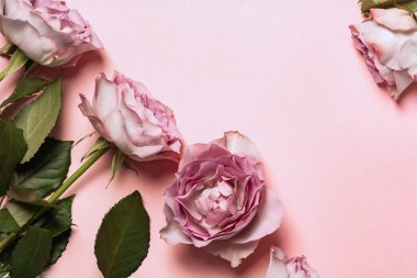 Pembe arka planda güllerin çiçek kompozisyonu. Düz konum, üst görünüm, kopyalama alanı