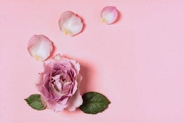 Pembe arka planda güllerin çiçek kompozisyonu. Düz konum, üst görünüm, kopyalama alanı