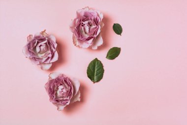 Pembe arka planda güllerin çiçek kompozisyonu. Düz konum, üst görünüm, kopyalama alanı