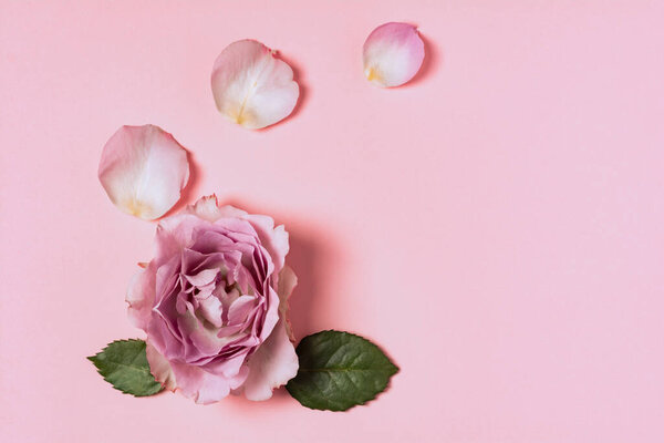 Flowers composition of roses on a pink background. Flat lay, top view, copy space
