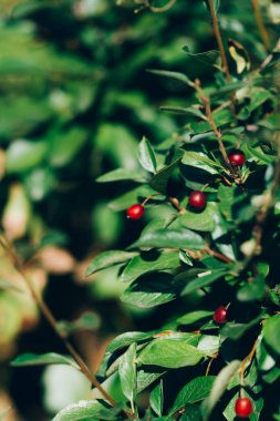Kırmızı hanımeli çalısı, uzun ömürlü bitki yetiştirme