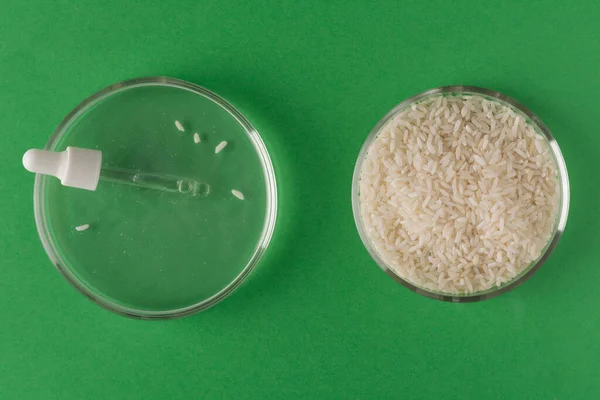 Pipette Pirinç Suyu Pirinç Kabında Mayalanmış Malzemelerden Kozmetik Ürünler Yapıyor — Stok fotoğraf