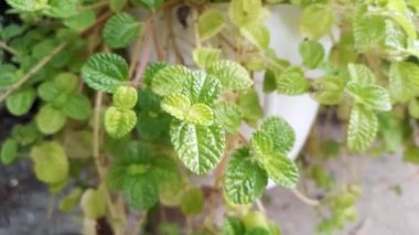 Focus on leaf of creeping charlie house plant. Leaves of green house plant.