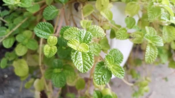 Focus Leaf Creeping Charlie House Plant Leaves Green House Plant — Stock Video