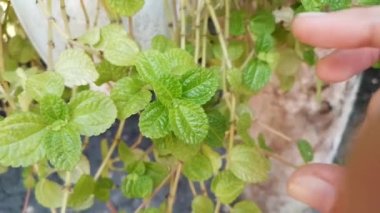 Picking up a green leaves of creeping charlie or pilea nummulariifolia by hands.