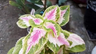 Beautiful leafs of coleus houseplant in the garden