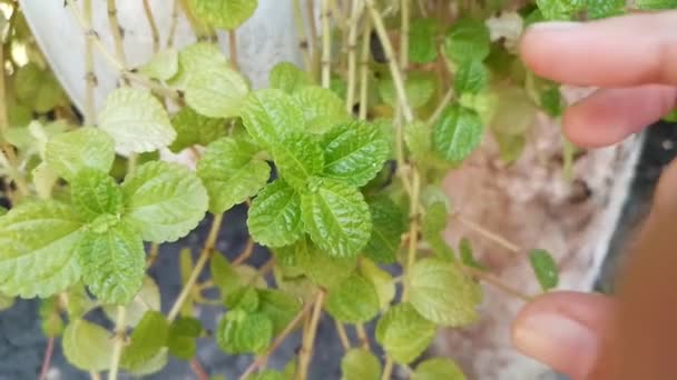 Picking Green Leaves Creeping Charlie Pilea Nummulariifolia Hands — Vídeos de Stock