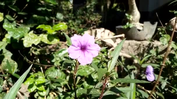 Beautiful Violet Flower Ruellia Simplex Plant — Stok video