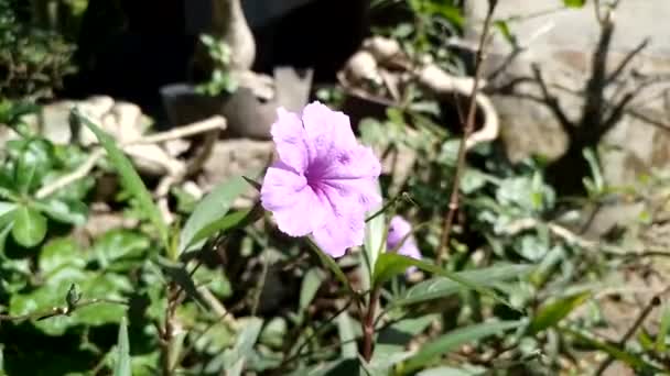 Beautiful Violet Flower Ruellia Simplex Plant — Stock Video