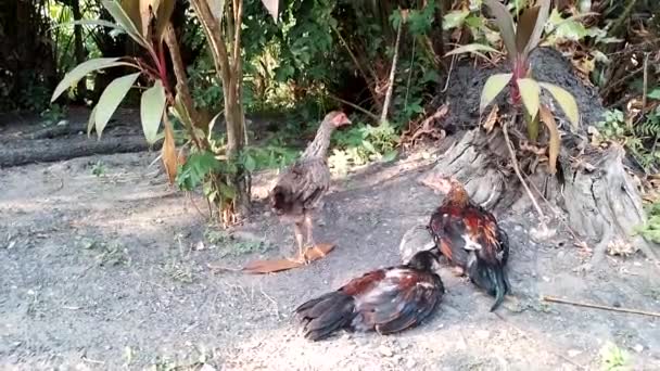Java Chicken Indonesia Garden Tradisional Chicken Indonesia Forest — Vídeo de stock