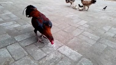 Birkaç tavuk birlikte beyaz pirinç yer..