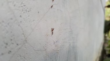 Karıncalar dizilmiş duvarda yürüyorlar
