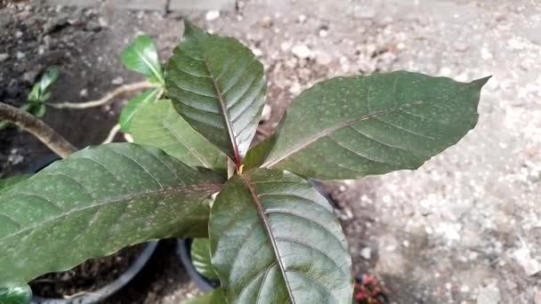Graptophyllum Pictum Flower Hemorrhoid Leaf Medical Plants Handeuleum — Stock Video