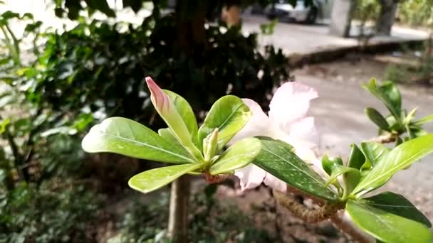 Close White Adenium Obesum Flower Garden — Stock Video