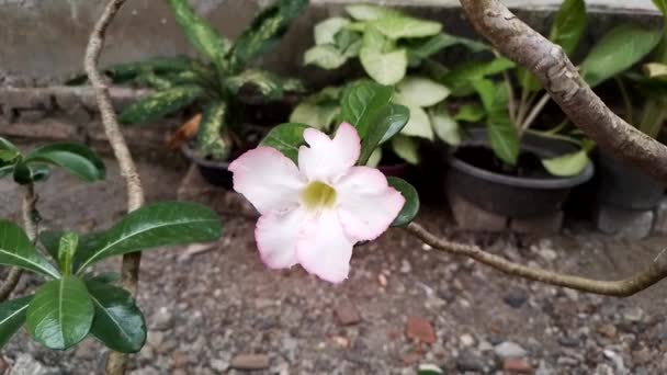 Білий Рожевий Колір Квітка Adenium Obesum Цвіте Саду — стокове відео