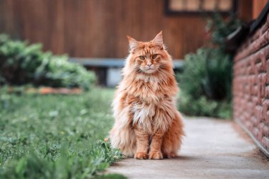 Bahçedeki kırmızı anaekun kedisi 