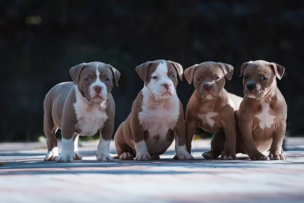 Quatro American Bully Filhotes Sentados Lado Lado — Fotografia de Stock