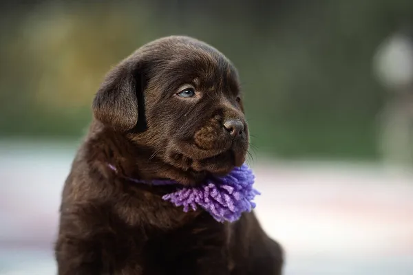 子犬チョコレートラブラドールの肖像画1ヶ月前 — ストック写真