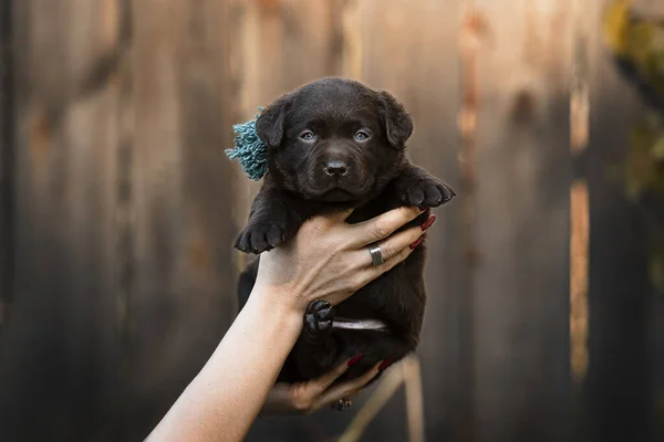 Cachorro Chocolate Labrador Retrato Manos Mes Edad —  Fotos de Stock