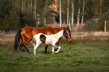 Bir koyun kısrağı ve tüysüz bir tay tarlada koşuyor.
