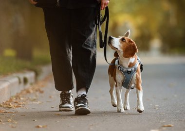 Sahibi ile parkta yürüyen bir av köpeği.