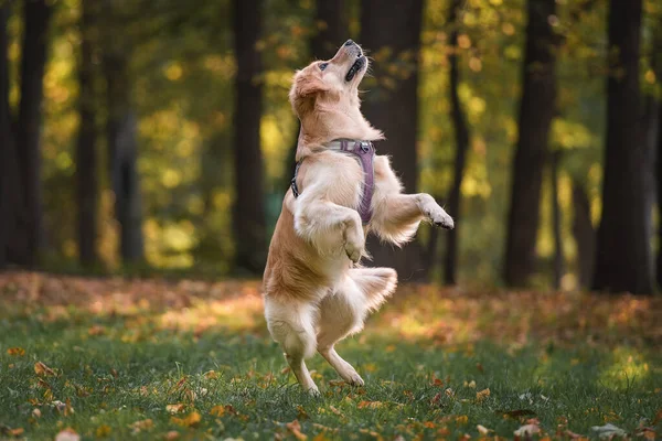 Golden Retriever Springen Herbstpark — Stockfoto