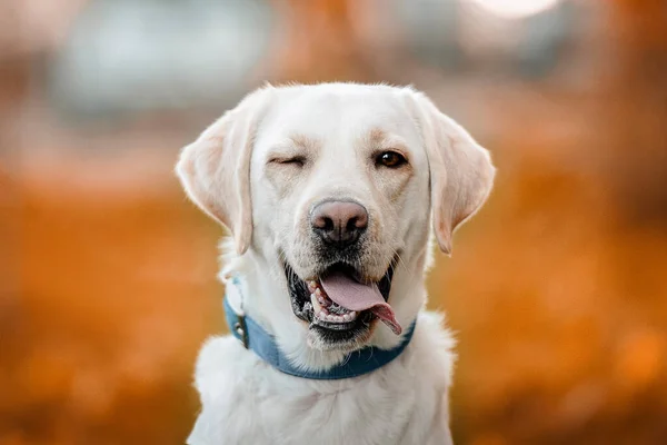 Egy Fakó Kacsintó Labrador Portréja — Stock Fotó
