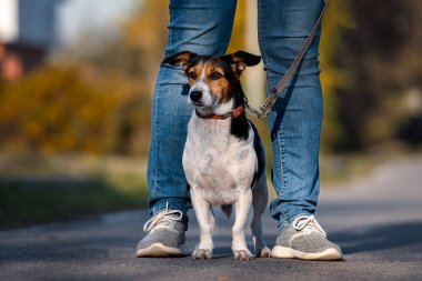 Melez barınak köpeği kot giyen bir adamın bacaklarının arasında duruyor.