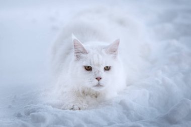 Maine Rakun Beyaz Kedi derin karlarda yürür