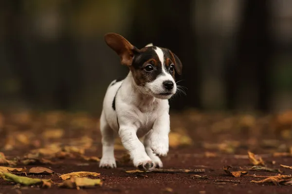 杰克罗素Terrier小狗跑在黄色叶子上相机 — 图库照片