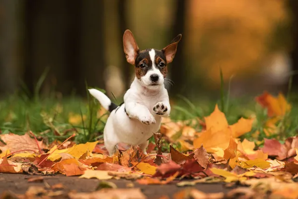 Jack Russell Terrier Filhote Cachorro Correndo Folhas Amarelas Para Câmera — Fotografia de Stock