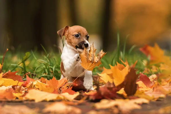 Jack Russell Terrier Cachorro Brincando Com Folhas Outono — Fotografia de Stock