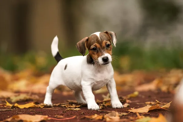 Jack Russell Terrier Puppy Spelen Met Herfst Bladeren — Stockfoto